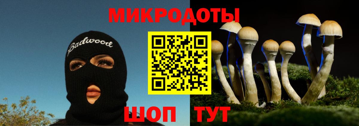 Псилоцибиновые грибы Psilocybe Курган